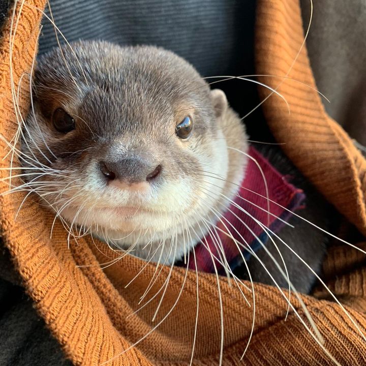 カワウソのウーちゃん