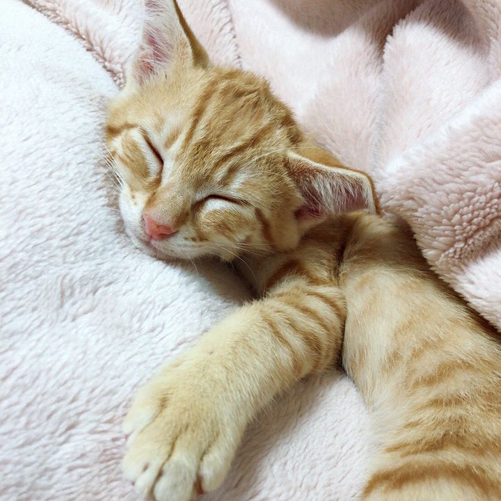 ぴっぴこぴっぴチャンネル