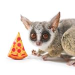 ピザトル🐵PIZZATORU🍕