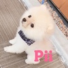 ポメラニアンPii