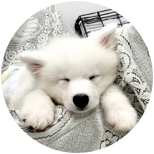 サモエドりんたろう🐻‍❄️🍚