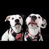 Roxy & Remi 🐶🐶