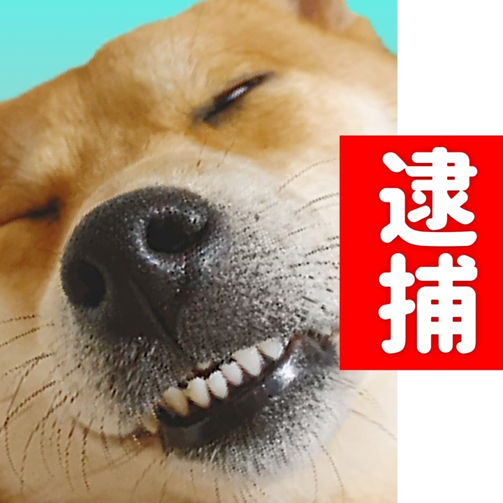 柴犬こむぎとボクの三浦半島