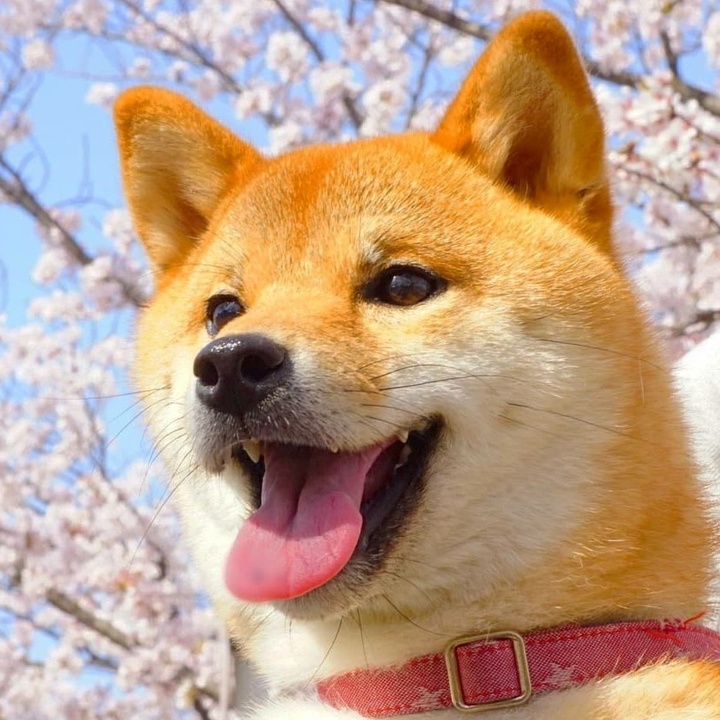 柴犬コマリ