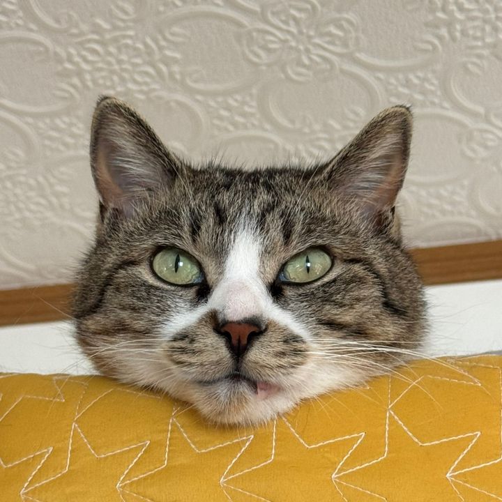 まる😺キャットレスキュー猫の鈴