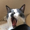 とぅん🐈‍⬛