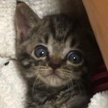 🐝水頭症のハチ🐝