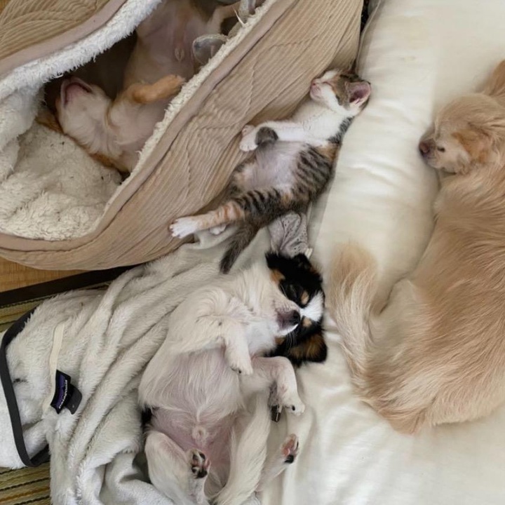 ぜんちゃんえびちゃん、ぶーちゃんものちゃん